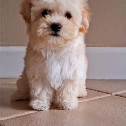 Milo - Apricot male Maltipoo puppy in Crestview, Florida from Little Cupcakes and Little Pumpkins Maltipoos
