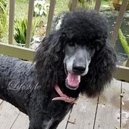 Poodles from Lifestyle Standard Poodles