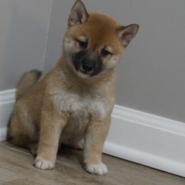 Shiba Inu Puppies from Veronika's Shiba Inus