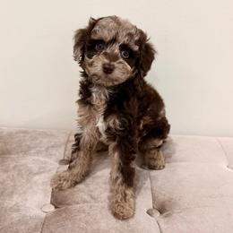 Brecken - Brown merle female Aussiedoodle puppy in Allen, Texas from Calena’s Doodles