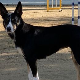 Border Collies from Topflight Dog Sports