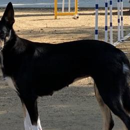 Border Collies from Topflight Dog Sports