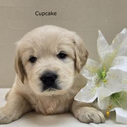 Girl 1 - Light golden female Golden Retriever puppy in Milford, Michigan from Servant Kennel