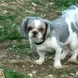 Malachi - Shih Tzu