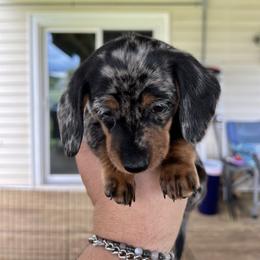 Dachshund Puppies from Witchy Woman’s Wiener’s