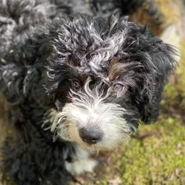 Aussiedoodles, Bernedoodles, and Goldendoodles from Rowe Farms Doodles