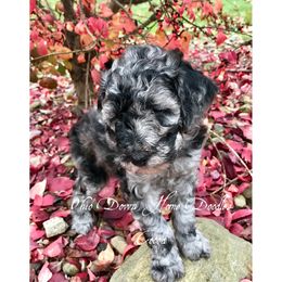 Goldendoodle Puppies from Ohio Down Home Doodles