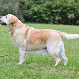 Labrador Retriever Puppies from Swinging Bridge Labrador Retrievers
