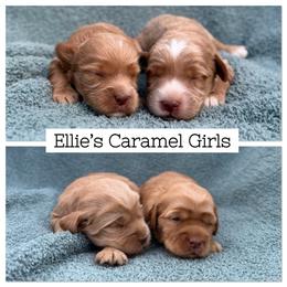 1st Pick Caramel Girl (E) - Caramel female Australian Labradoodle puppy in Hartshorne, Oklahoma from Jena Edmond
