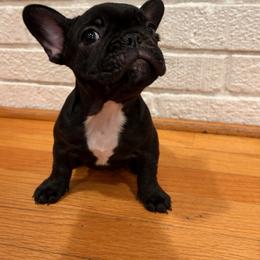 French Bulldog puppies from French Farms