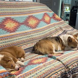American Corgis from Vacaloca Corgis