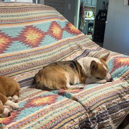 American Corgis from Vacaloca Corgis