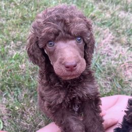 Beetle - Brindle male Poodle puppy in Overbrook, Kansas from Hidden Springs Poodles LLC