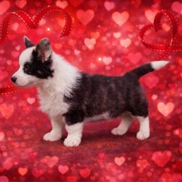 Nutmeg - Brindle and white female Cardigan Welsh Corgi puppy in Kerens, West Virginia from Leather & Lace