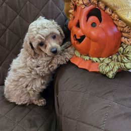 Carmaila - Cafe au lait female Poodle puppy in Mc Dade, North Carolina from Toy Poodles of NC