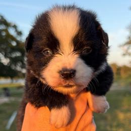 Lemon - Black tri male Miniature Australian Shepherd puppy in Iola, Texas from MK Aussies