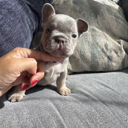 Boy 4 - Blue male French Bulldog puppy in Bolingbrook, Illinois from Yara the Frenchie