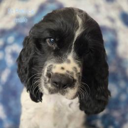 English Springer Spaniel Puppies from Pinwheel Acres