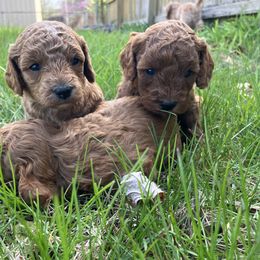 Cavapoo Puppies from Jorden’s Cavapoo’s