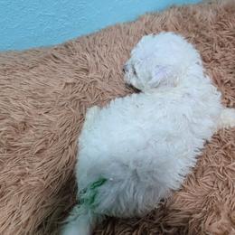Shrek- green spot - White male Bichon Frise puppy in Carthage, Missouri from Cooley's Cuddle Pups