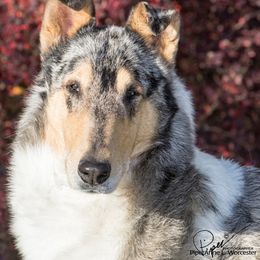 Domino - Collie