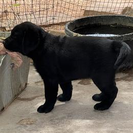Girl 1 - Black female Labrador Retriever puppy in Colorado City, Colorado from Labrador emPAWrium
