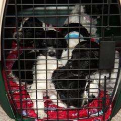 Schapendoes Puppies from Dream Star Schapendoes