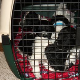 Schapendoes Puppies from Dream Star Schapendoes