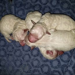Bichon Frise Puppies from Champion Bichon