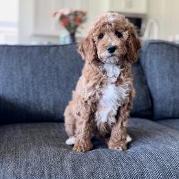 Jesse - Red  female Goldendoodle puppy in St George, Utah from Doodle Bears of Southern Utah