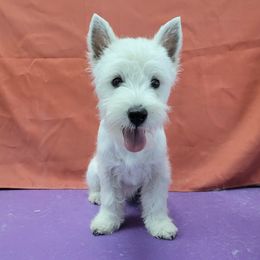 Girl - White female West Highland White Terrier puppy in Kissimmee, Florida from kennel ASTRAGUS
