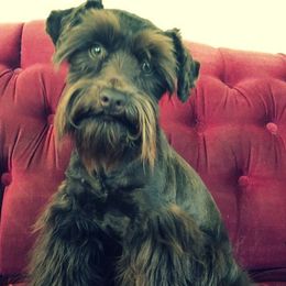 Miniature Schnauzers from 4D Schnauzers