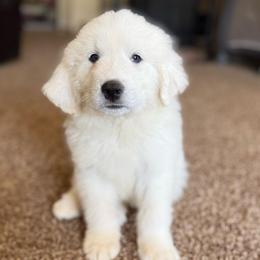 Light Brown Collar - White male Great Pyrenees puppy in Tehachapi, California from Country Oaks Farm