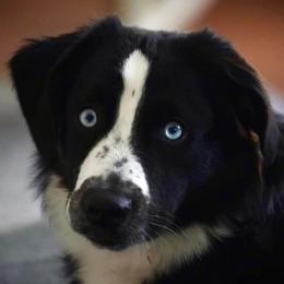 Riker - Miniature American Shepherd