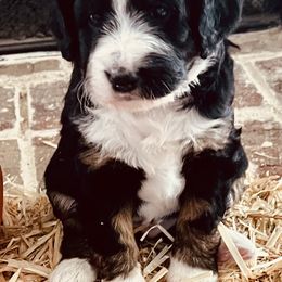 Bernedoodle Puppies from Black Barn Bernedoodles
