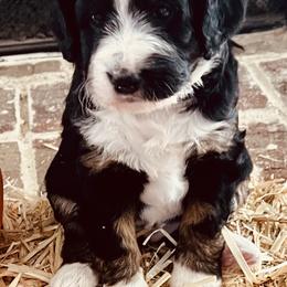 Bernedoodle Puppies from Black Barn Bernedoodles