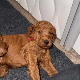Archie - Red - Red  male Poodle puppy in Keedysville, Maryland from Sunshine Red Standard Poodles
