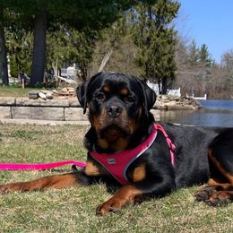 Tesla - Rottweiler
