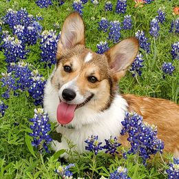 Honey Bun - Pembroke Welsh Corgi