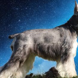 Bellia - Miniature Schnauzer