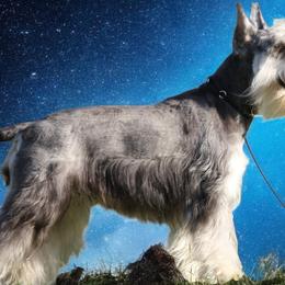 Bellia - Miniature Schnauzer