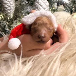 Girl 1 - female Cavapoo puppy in Greenville, South Carolina from Reedy River Doodles