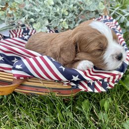 Cavapoo Puppies from Wednesday & Co