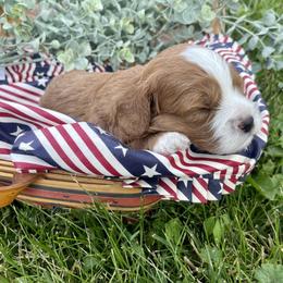 Cavapoo Puppies from Wednesday & Co