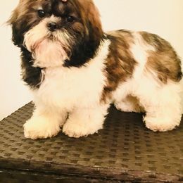 Shih Tzu Puppies from Debbie’s Precious Shih Tzu’s