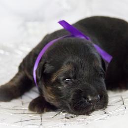 German Shepherd Puppies from Journey's German Shepherds (Kennel Vom Himmel)