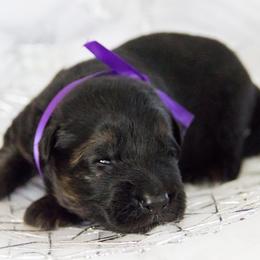 German Shepherd Puppies from Journey's German Shepherds (Kennel Vom Himmel)