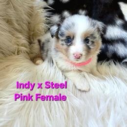 Pink collar - Blue female Pembroke Welsh Corgi puppy in Wayne City, Illinois from Lash Livestock & Corgis