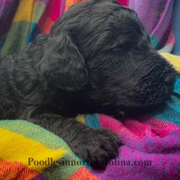 Prof Bhaer - Silver male Poodle puppy in Greenville, North Carolina from Grace Poodles