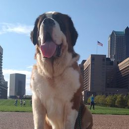 Neapolitan Mastiffs and Saint Bernards from Sapphire